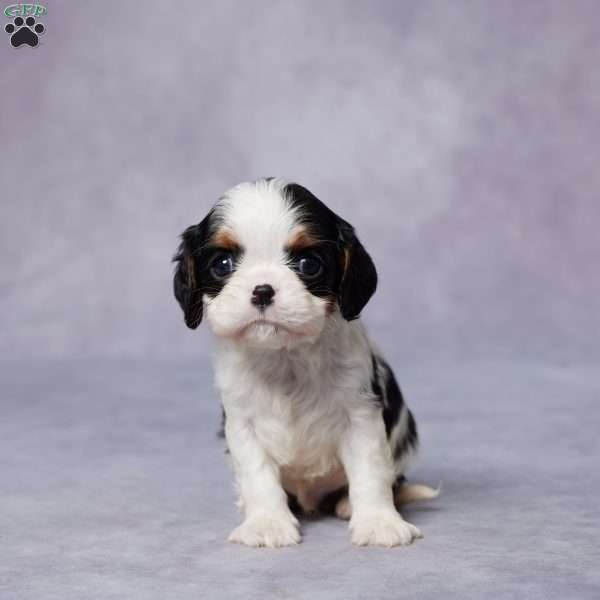 Rex, Cavalier King Charles Spaniel Puppy